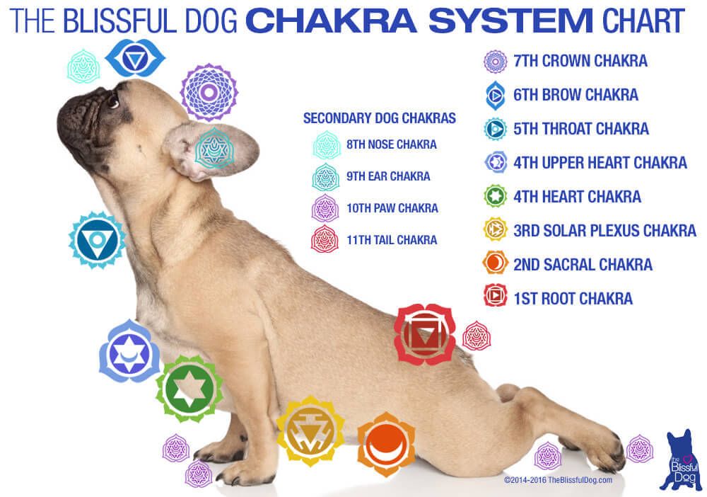 JOURNEY THROUGH YOUR DOG's CHAKRAS