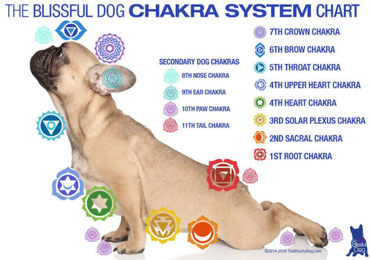 JOURNEY THROUGH YOUR DOG's CHAKRAS