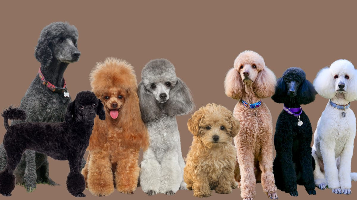 Pet, Dog, Cat Grooming – How To Find A Perfect Groomer Near You!